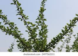 Image result for Ehretia rigida