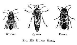 Honey Bees Free Vintage Clip Art Clip Art Vintage Clip Art Bee Illustration