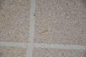 About press copyright contact us creators advertise developers terms privacy policy & safety how youtube works test new features press copyright contact us creators. Maggots On Kitchen Floor 132064 Ask Extension