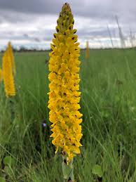 Image result for Disa woodii