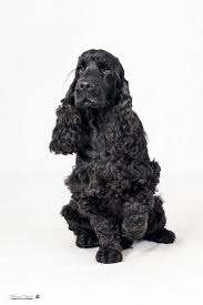 Image result for anglický kokršpaněl