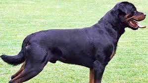 Top 20 Dog Prices in Pakistan (With Pictures) 2024 | Buy Dog 2024 ...