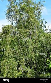 Image result for Maytenus chasei