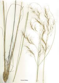 Image result for Aristida diffusa