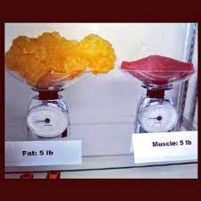 Shock The World On Twitter 5 Lbs Of Fat Vs 5 Lbs Of Muscle This Is Why You Workout Http T Co Az8eux07ed Twitter