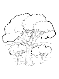Old holm oak, evergreen tree. Oak Tree Coloring Pages For Kids Free Printable Oak Tree Coloring Pages