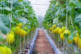 Korean melons are bright yellow with white stripes. Easy To Follow Instructions On How To Grow Korean Melons Gardenerdy