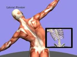The human back extends from the buttocks to the posterior portion of the neck and shoulders. 3d Back Muscles Youtube