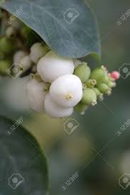 The coralberry is one of those plants you've probably seen out in the countryside but never thought coralberry is also found in parts of canada and mexico. Coralberry White Berries Latin Name Symphoricarpos Orbiculatus Stock Photo Picture And Royalty Free Image Image 108011469