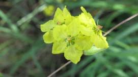 Image result for Sphedamnocarpus