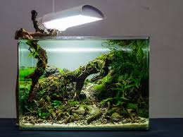 Make sure that the plants you choose to grow can do well with low co2 and still develop properly. Simon S Aquascape Blog