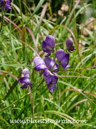 Image result for Allophylus fulvotomentosus