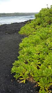 It may not display this or other websites correctly. Succulents At Punalu U Black Sand Beach Big Island Hawaii Succulents Plants Beach Sand