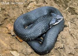 This is an eastern hognose snake (heterodon platirhinos) playing dead, also known as thanatosis. Eastern Hog Nosed Snake State Of Tennessee Wildlife Resources Agency