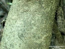 Image result for Uvaria acuminata
