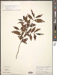 Image result for Terminalia boivinii