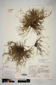 Image result for Cynodon incompletus