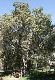 Image result for Pappea capensis