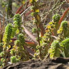 Image result for Coleus cylindraceus