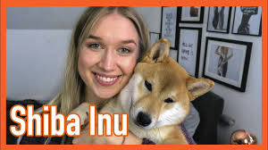 Advice from breed experts to make a safe shiba inu for sale. Shiba Inu Zuchter Erziehung Alleine Bleiben Catycake Youtube