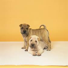 The double coat is dense and long. 11 Chinese Dog Breeds Shar Pei Chow Chow And More