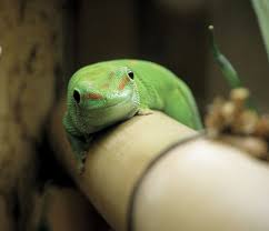 Caring For Giant Day Geckos Reptiles Magazine