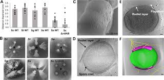 Articles, theses, books, abstracts and court opinions. Microbial Hitchhiking How Streptomyces Spores Are Transported By Motile Soil Bacteria The Isme Journal