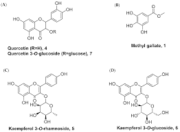Image result for Embelia welwitschii