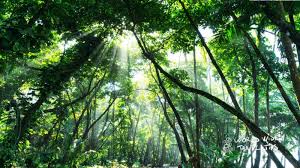 Enter the location monteverde cloud forest biological preserve or coordinates 10.3026° n, 84.7957° w, or you can simply follow this link to find the best route to the monteverde cloud forest. Discover The Most Beautiful Cloud Forest In Costa Rica