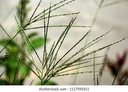 Image result for Digitaria longiflora