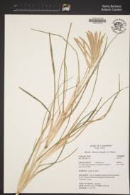 Image result for Eleusine africana