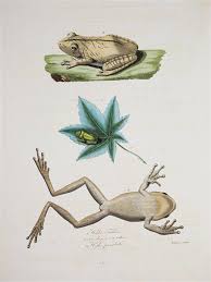 Maybe you would like to learn more about one of these? The Herpetological Collection Of Maximilian Prince Of Wied 1782 1867 With Special Reference To Brazilian Materials
