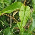 Image result for Croton dichogamus