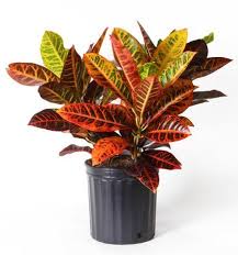 Costa Farms Croton 10 Grower Pot Plant Walmart Canada Plants Potted Plants Growers
