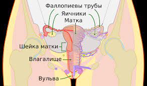 Влагалище человека — Рувики