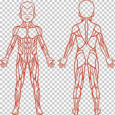 Anatomy Muscular System Human Body Muscle Png Abdomen Area Arm Cartoon Children Child Human Body Muscles Human Body Systems Muscular System
