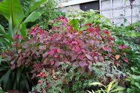Image result for Euphorbia cotinifolia