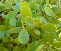 Common purslane — annual summer plant. Wild Purslane Plant A Common Weed Or Edible Green