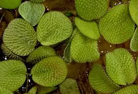 Image result for Salviniaceae