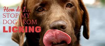 How To Stop A Dog From Licking 4 Terrific Tongue Treatments