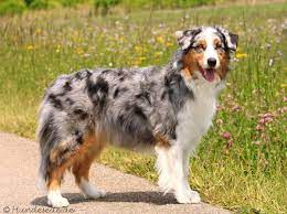 We breed for an australian shepherd that is sound in mind and body with outstanding, health, temperament and intelligence. Australian Shepherd Hunderasse A Hundeseite De Australian Shepherd Dogs Shepherd Dog Breeds Australian Shepherd
