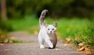 What Are The Smallest Cat Breeds In The World? – Reports ...