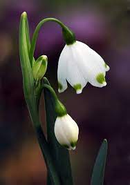 Snowdrops Love These In My Garden They Don T Come Up In February Though Amazing Flowers Bach Flowers Flowers Nature