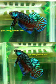 Betta Stiktos Ikan Cupang Hewan Ikan