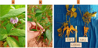 Image result for Vigna vexillata