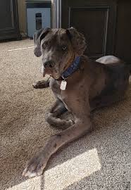 Stop on by, your new furever friend may be just a click away! Great Dane For Adoption In Denver Co Area Adopt Ripley