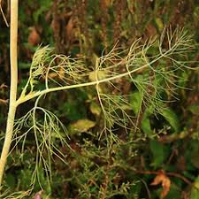 Image result for Anethum