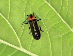 نتیجه جستجوی لغت [fireflies] در گوگل