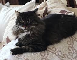 Muhammed Oz Adli Kullanicinin Bolum 2 Var Ebu Hureyre Sen Kedi Babasi Panosundaki Pin Kedi