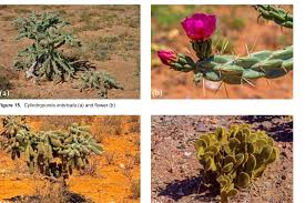 Image result for Jamesbrittenia integerrima